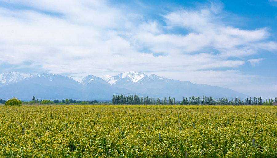 NewForesight helps drive collective action for sustainable agriculture in Aconcagua Valley – Consultancy.lat