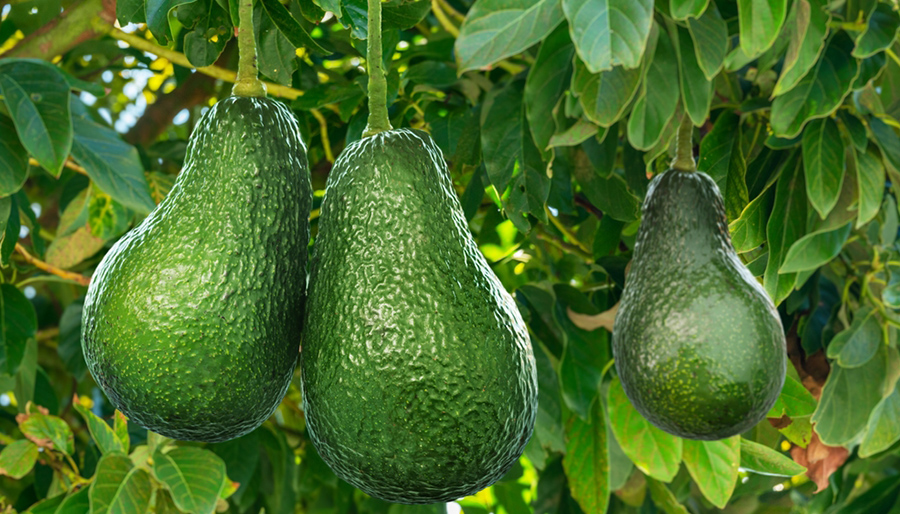 NewForesight helps drive collective action for sustainable agriculture in Aconcagua Valley NewForesight helps drive collective action for sustainable agriculture in Aconcagua Valley