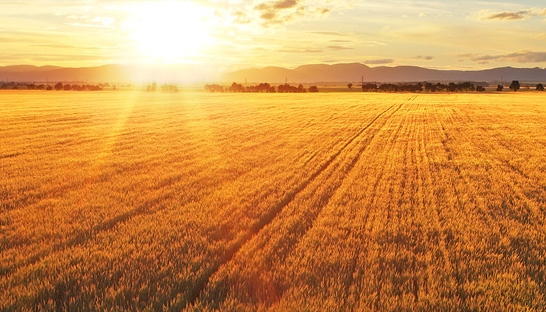 GSI opens Hungary factory after BCI location analysis