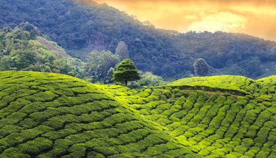 Tea Board of India appoints Deloitte to boost consumption