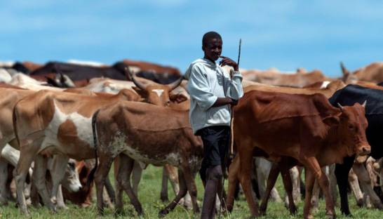 Capgemini develops digital platform for farming in Kenya