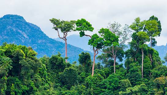 Global travel of BearingPoint consultants CO2-neutral