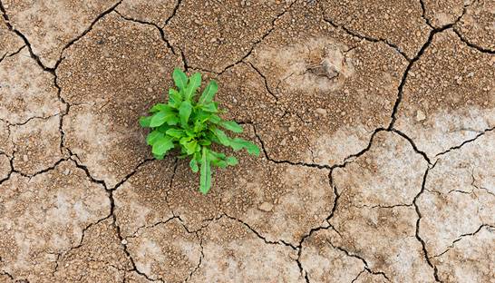 Deloitte wins bid for Drought Resilience Self-Assessment Tool