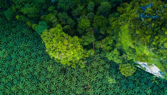 Firms must 'eliminate' palm oil from supply chains