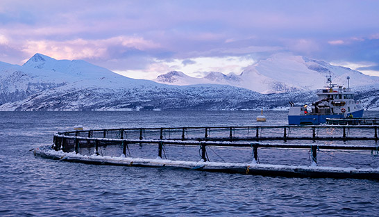 Cognizant and Tidal partner to scale fish-tracking platform 